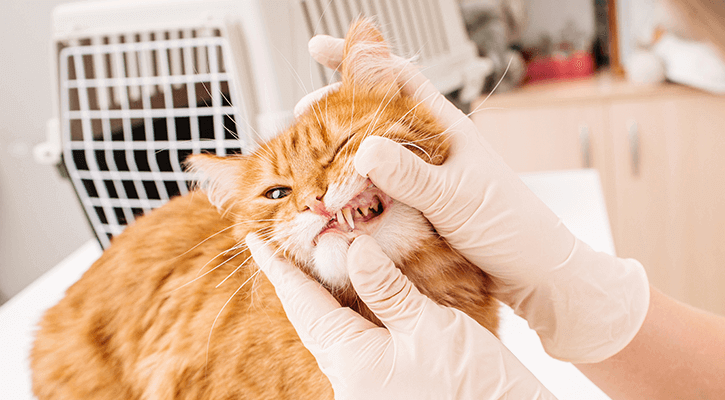 Pet Dental Care & Cleaning | Animal Medical Clinic Orlando Pet Dental Care & Cleaning | Animal Medical Clinic Orlando